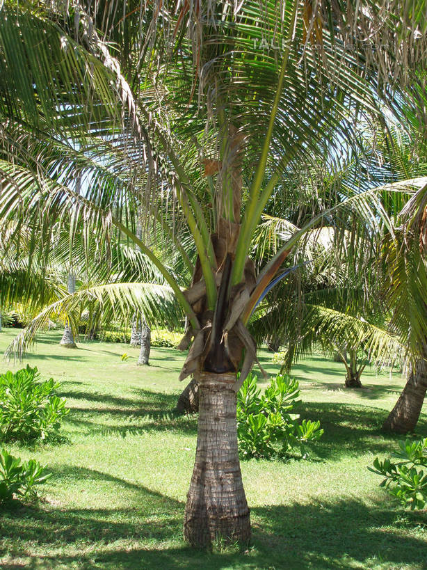 无人,竖图,室外,白天,正面,旅游,度假,草地,草坪,美景,植物,棕榈树,叶子,三亚,中国,亚洲,阴影,光线,影子,景观,绿叶,娱乐,草,树,树木,海南,蓝色,绿色,蓝天,天空,阳光,自然,天,享受,休闲,嫩叶,景色,放松,海南省,生长,晴朗,成长,自然风光,东亚,棕榈叶,三亚市,万里无云,中华人民共和国,华南地区,琼,叶,叶片,晴空,晴空万里,棕树,棕榈,彩图,shslj1