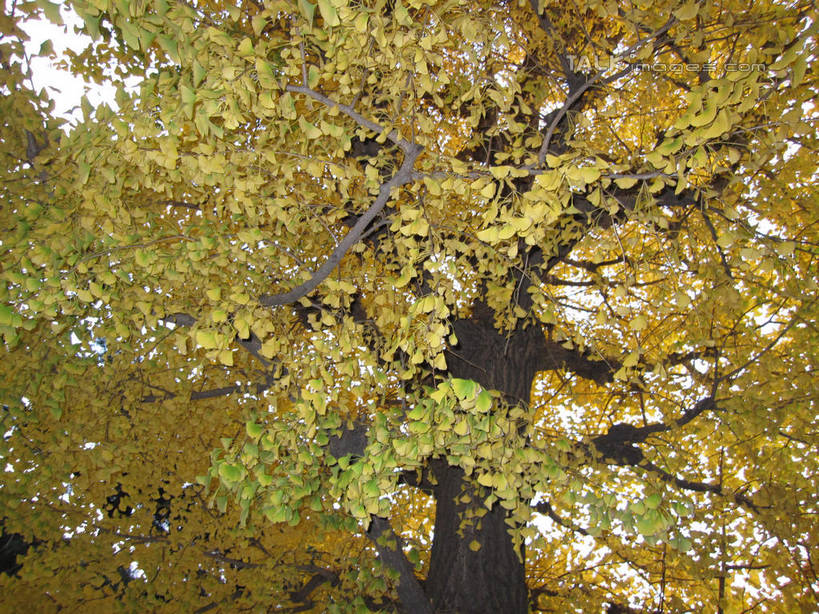 无人,横图,室外,白天,仰视,美景,秋季,植物,银杏树,叶子,日本,亚洲,阴影,光线,影子,景观,枯叶,落叶,草药,药草,枝条,中药,树,树木,树叶,树枝,绿色,阳光,自然,银杏叶,景色,生长,成长,自然风光,药材,中草药,东亚,中药材,本草,日本国,白果叶,鸭脚树,虬枝,枝杈,叶,叶片,秋,秋天,银杏,公孙树,白果,彩图,低角度拍摄,shslj1