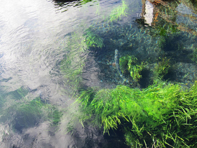 无人,横图,俯视,室外,白天,旅游,度假,美景,日本,亚洲,阴影,波纹,光线,影子,池塘,景观,水池,青苔,苔藓,涟漪,娱乐,水纹,阳光,自然,波浪,享受,休闲,景色,放松,泉水,忍野八海,自然风光,东亚,本州,本州岛,日本国,中部地方,山梨,山梨县,水晕,彩图,高角度拍摄,涌泉群,shslj1