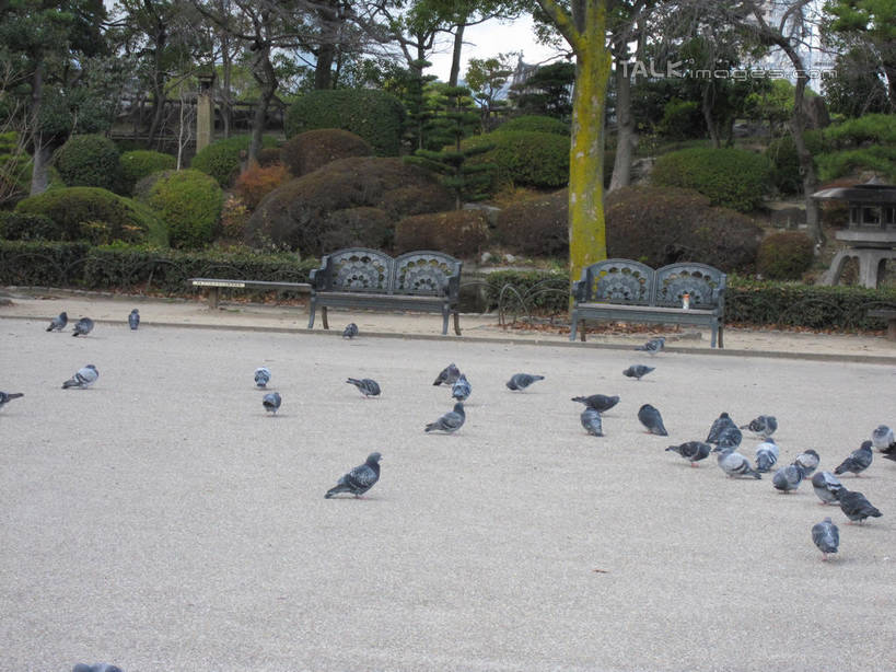 无人,公园,站,横图,室外,白天,正面,度假,友谊,美景,植物,城市风光,城市,鸽子,鸟,椅子,日本,亚洲,许多,鸟类,景观,中央区,很多,注视,娱乐,树,树木,绿色,自然,观察,看,站着,享受,休闲,景色,放松,大阪,大阪城公园,生长,成长,观看,察看,象征,关注,和平,东亚,本州,大阪府,本州岛,日本国,近畿地方,近畿,信使,站立,彩图,shslj1