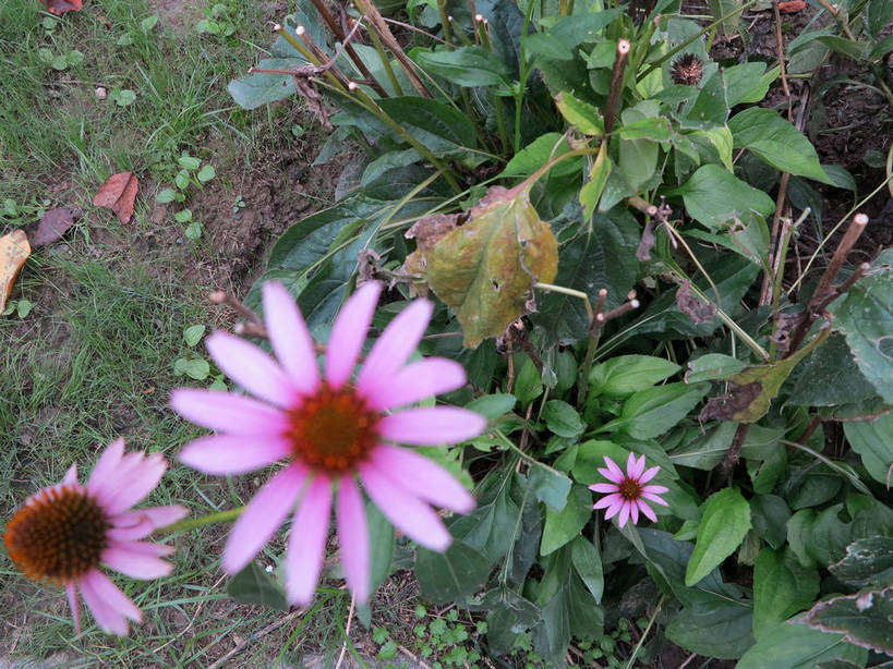 无人,横图,俯视,室外,特写,白天,美景,叶子,上海,中国,亚洲,三朵,盛开,景观,绿叶,花蕾,花,花瓣,花朵,鲜花,紫色,自然,花苞,花蕊,嫩叶,景色,松果菊,申,自然风光,紫锥花,紫锥菊,东亚,放弃,长宁区,上海市,中华人民共和国,沪,华东地区,中山公园,懈怠,叶,叶片,彩图,高角度拍摄,shslj1