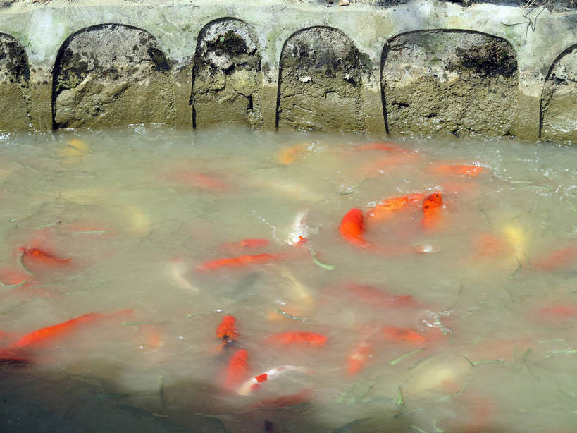 游泳,无人,横图,俯视,室外,白天,旅游,度假,美景,锦鲤,鲤鱼,太湖,中国,亚洲,一群,许多,阴影,光线,鱼,影子,池塘,景观,水池,很多,娱乐,鱼类,江苏,无锡,阳光,自然,享受,休闲,橙色,景色,放松,自然风光,水生动物,水生物,东亚,三国城,江苏省,中华人民共和国,华东地区,苏,观赏鱼,泅水,无锡市,拍浮,鲤子,鲤拐子,半身,彩图,高角度拍摄,淡水生物,shslj1,无锡三国影视城,无锡影视基地