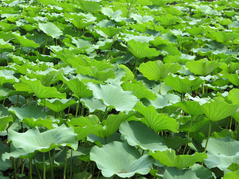 无人,横图,俯视,室外,特写,白天,美景,植物,叶子,上海,中国,亚洲,许多,新鲜,纹理,景观,荷叶,绿叶,很多,绿色,自然,嫩叶,景色,青春,申,生命,自然风光,和平,安详,东亚,上海市,嘉定区,古猗园,肌理,中华人民共和国,沪,华东地区,莲叶,冷色,叶,叶片,叶脉,彩图,高角度拍摄,全画面,全框架,全帧,古漪园,南翔,南翔镇,全画幅,shslj1