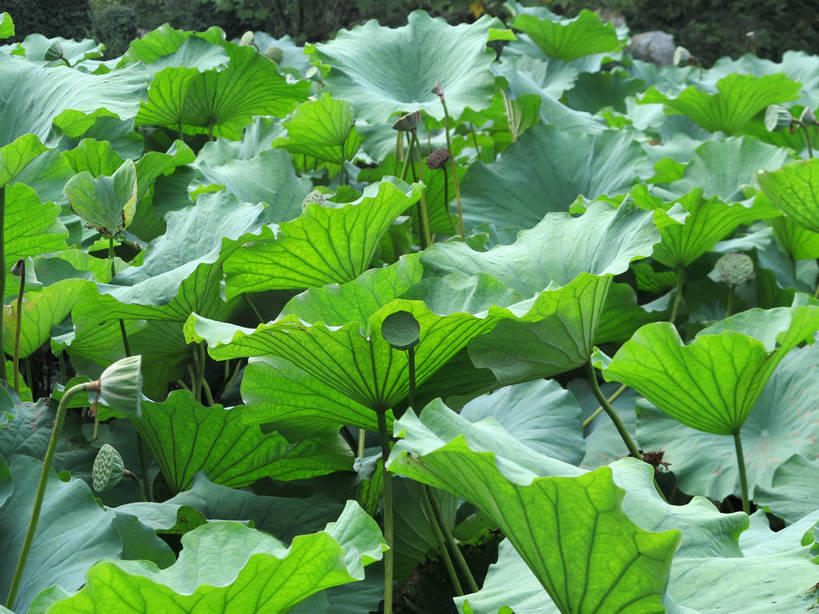 无人,横图,俯视,室外,白天,旅游,度假,美景,植物,叶子,上海,中国,亚洲,阴影,光线,纹理,影子,景观,荷叶,绿叶,娱乐,绿色,阳光,自然,享受,休闲,嫩叶,景色,放松,莲蓬,莲蓬子,莲子肉,申,自然风光,东亚,上海市,嘉定区,古猗园,肌理,中华人民共和国,沪,华东地区,莲叶,叶,叶片,叶脉,彩图,高角度拍摄,古漪园,南翔,南翔镇,shslj1