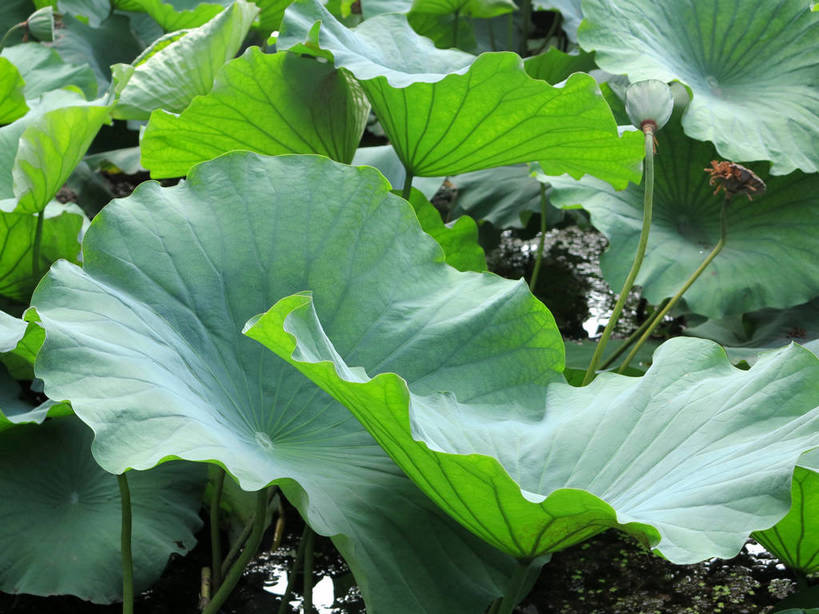 无人,横图,俯视,室外,白天,旅游,度假,美景,植物,叶子,上海,中国,亚洲,阴影,光线,纹理,影子,景观,荷叶,绿叶,娱乐,绿色,阳光,自然,享受,休闲,嫩叶,景色,放松,莲蓬,莲蓬子,莲子肉,申,自然风光,东亚,上海市,嘉定区,古猗园,肌理,中华人民共和国,沪,华东地区,莲叶,叶,叶片,叶脉,彩图,高角度拍摄,古漪园,南翔,南翔镇,shslj1