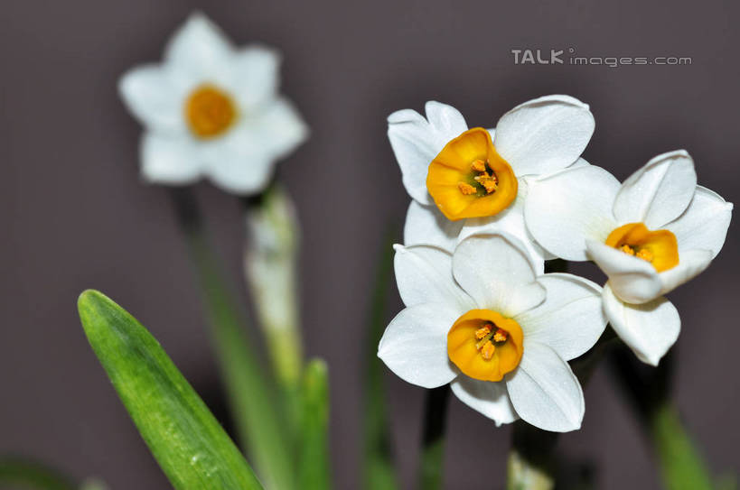无人,横图,室内,特写,白天,正面,水仙花,四朵,灰色背景,朦胧,模糊,盛开,花蕾,花,花瓣,花朵,鲜花,白色,花苞,花蕊,摄影,影棚,摄影棚,金盏银台,玉玲珑,女史花,雅蒜,天蒜,黄水仙,凌波仙子,水仙,天葱,五色水仙,洋水仙,彩图,影棚拍摄,拍摄,丁香水仙,shslj1