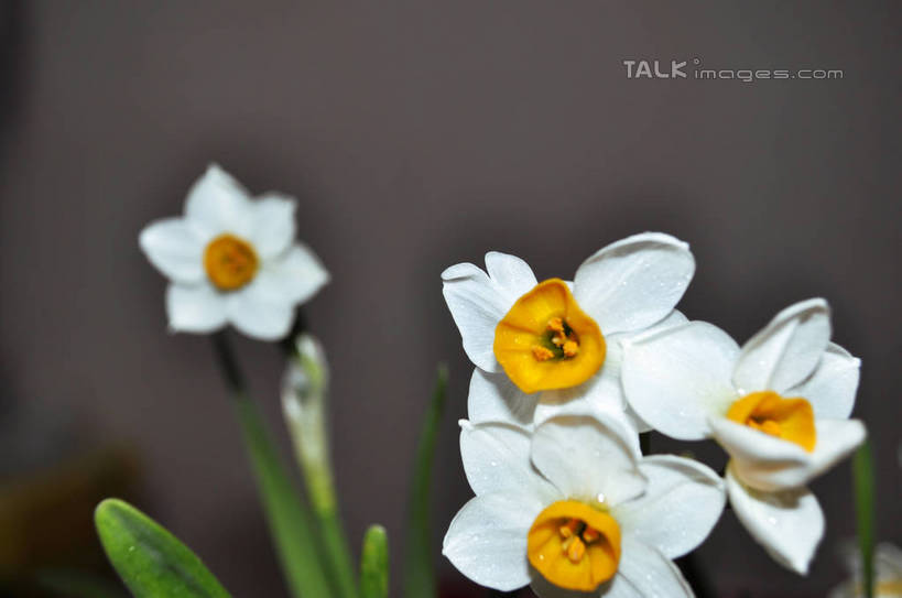 无人,横图,室内,特写,白天,正面,水仙花,四朵,灰色背景,盛开,花蕾,花,花瓣,花朵,鲜花,白色,花苞,花蕊,摄影,影棚,摄影棚,金盏银台,玉玲珑,女史花,雅蒜,天蒜,黄水仙,凌波仙子,水仙,天葱,五色水仙,洋水仙,彩图,影棚拍摄,拍摄,丁香水仙,shslj1