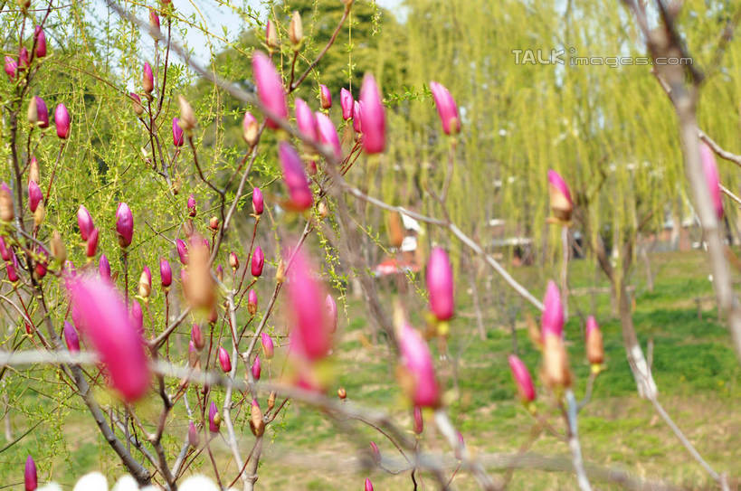 无人,横图,室外,白天,正面,草地,草坪,河流,美景,树林,水,植物,许多,阴影,朦胧,模糊,盛开,光线,影子,河水,景观,水流,枝条,很多,花蕾,草,花,花瓣,花朵,鲜花,树,树木,树枝,绿色,紫色,阳光,自然,花苞,花蕊,景色,生长,成长,自然风光,紫玉兰,辛夷,木笔,木兰花,虬枝,枝杈,木兰,彩图,红玉兰,木笔花,望春,shslj1