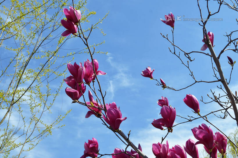 无人,横图,室外,特写,白天,仰视,美景,树林,植物,许多,阴影,盛开,光线,影子,景观,云,云朵,枝条,很多,花蕾,云彩,花,花瓣,花朵,鲜花,树,树木,树枝,蓝色,绿色,紫色,白云,蓝天,天空,阳光,自然,天,花苞,花蕊,景色,生长,晴朗,成长,自然风光,紫玉兰,辛夷,木笔,木兰花,虬枝,枝杈,晴空,木兰,彩图,低角度拍摄,红玉兰,木笔花,望春,shslj1
