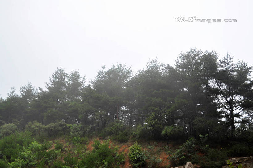 无人,横图,室外,白天,正面,旅游,度假,草地,草坪,美景,树林,植物,韩国,亚洲,景观,娱乐,草,树,树木,绿色,天空,自然,天,享受,休闲,景色,放松,生长,成长,自然风光,东亚,大韩民国,忠清北道,彩图,道,shslj1,南朝鲜,南韩