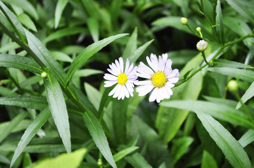 无人,横图,俯视,室外,特写,白天,美景,叶子,春川,南怡岛,韩国,亚洲,朦胧,模糊,盛开,景观,绿叶,花蕾,花,花瓣,花朵,鲜花,黄色,白色,自然,花苞,花蕊,嫩叶,景色,自然风光,东亚,大韩民国,江原道,春川市,叶,叶片,彩图,高角度拍摄,道,shslj1