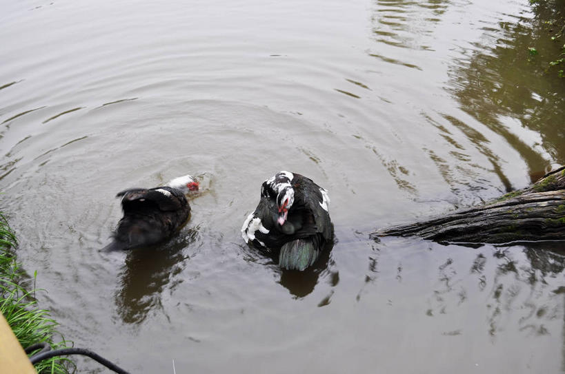 游泳,无人,横图,俯视,室外,白天,旅游,度假,草地,河流,美景,水,植物,鸟,鸳鸯,春川,南怡岛,韩国,亚洲,波纹,鸟类,鸭,河水,景观,水流,涟漪,注视,娱乐,草,绿色,倒影,水纹,自然,动物,波浪,观察,看,享受,休闲,景色,放松,观看,察看,倒映,关注,自然风光,东亚,水晕,两尊,泅水,大韩民国,江原道,春川市,反照,拍浮,匹鸟,官鸭,彩图,高角度拍摄,全身,中国官鸭,道,邓木鸟,乌仁哈钦,shslj1