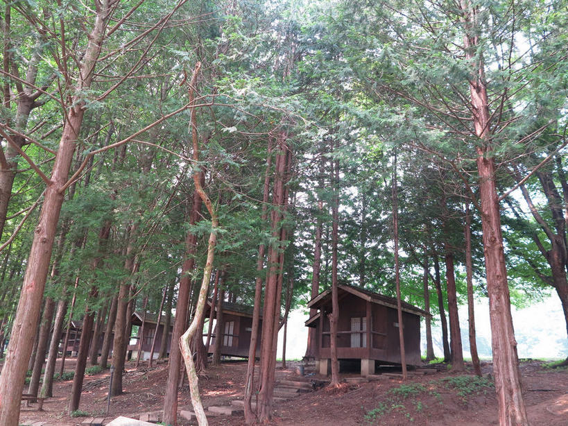 无人,家,木屋,横图,室外,白天,仰视,旅游,度假,美景,森林,树林,植物,春川,南怡岛,韩国,亚洲,一排,整齐,并列,并排,景观,枝条,娱乐,住宅,树,树木,树枝,排列,绿色,天空,自然,天,享受,休闲,景色,放松,生长,成长,队列,自然风光,平行,东亚,大韩民国,江原道,春川市,虬枝,枝杈,彩图,低角度拍摄,茅舍,茅屋,棚屋,小木屋,小屋,道,shslj1