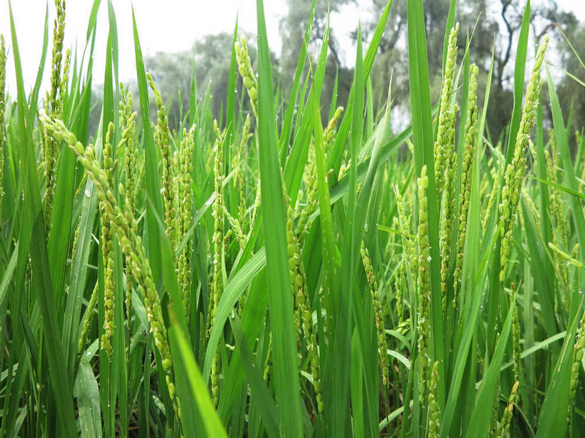 无人,农田,横图,室外,特写,白天,正面,庄稼,农作物,美景,植物,叶子,春川,南怡岛,韩国,亚洲,纹理,景观,绿叶,绿色,天空,自然,天,嫩叶,景色,自然风光,东亚,肌理,大韩民国,江原道,春川市,叶,叶片,叶脉,彩图,耕地,庄稼田,道,shslj1