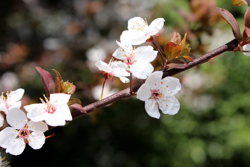 无人,横图,室外,特写,白天,正面,美景,植物,叶子,许多,朦胧,模糊,盛开,景观,绿叶,枝条,很多,花蕾,花,花瓣,花朵,鲜花,树,树木,树枝,粉色,绿色,自然,花苞,花蕊,嫩叶,景色,生长,成长,自然风光,紫叶李,红叶李,虬枝,枝杈,叶,叶片,彩图,樱桃李,shslj1