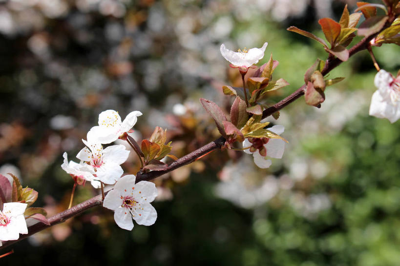 无人,横图,室外,特写,白天,正面,美景,植物,叶子,许多,朦胧,模糊,盛开,景观,绿叶,枝条,很多,花蕾,花,花瓣,花朵,鲜花,树,树木,树枝,粉色,绿色,自然,花苞,花蕊,嫩叶,景色,生长,成长,自然风光,紫叶李,红叶李,虬枝,枝杈,叶,叶片,彩图,樱桃李,shslj1