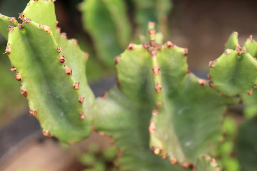 无人,横图,俯视,室外,特写,白天,美景,植物,朦胧,模糊,景观,绿色,自然,景色,生长,成长,自然风光,彩图,高角度拍摄,多浆植物,多肉植物,肉质植物,剑花,量天尺,龙骨花,七星剑花,三角柱花,三棱箭,shslj1