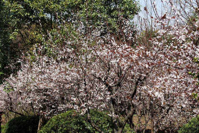 无人,横图,室外,白天,正面,美景,植物,叶子,许多,阴影,盛开,光线,影子,景观,绿叶,枝条,很多,花蕾,花,花瓣,花朵,鲜花,树,树木,树枝,粉色,蓝色,绿色,蓝天,天空,阳光,自然,天,花苞,花蕊,嫩叶,景色,生长,晴朗,成长,自然风光,紫叶李,红叶李,万里无云,虬枝,枝杈,叶,叶片,晴空,晴空万里,彩图,樱桃李,shslj1