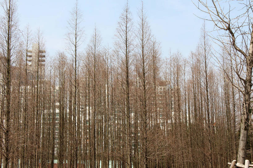 无人,家,横图,室外,白天,仰视,旅游,度假,美景,植物,松树,阴影,光线,影子,房屋,屋子,景观,娱乐,楼房,住宅,树,树木,蓝色,绿色,蓝天,天空,阳光,自然,天,享受,休闲,景色,放松,生长,晴朗,成长,自然风光,杉树,坚定,万里无云,长寿,贞洁,水杉,晴空,晴空万里,彩图,低角度拍摄,房子,shslj1