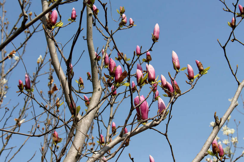 无人,横图,室外,特写,白天,仰视,美景,许多,阴影,蓝色背景,盛开,光线,影子,景观,枝条,很多,花蕾,花,花瓣,花朵,鲜花,树枝,蓝色,紫色,蓝天,天空,阳光,自然,天,花苞,花蕊,景色,晴朗,自然风光,紫玉兰,辛夷,木笔,万里无云,木兰花,虬枝,枝杈,晴空,晴空万里,木兰,彩图,低角度拍摄,红玉兰,木笔花,望春,shslj1