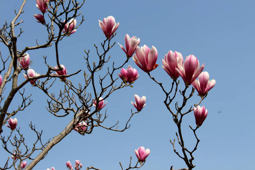 无人,横图,室外,特写,白天,仰视,美景,许多,阴影,蓝色背景,盛开,光线,影子,景观,枝条,很多,花蕾,花,花瓣,花朵,鲜花,树枝,蓝色,紫色,蓝天,天空,阳光,自然,天,花苞,花蕊,景色,晴朗,自然风光,紫玉兰,辛夷,木笔,万里无云,木兰花,虬枝,枝杈,晴空,晴空万里,木兰,彩图,低角度拍摄,红玉兰,木笔花,望春,shslj1