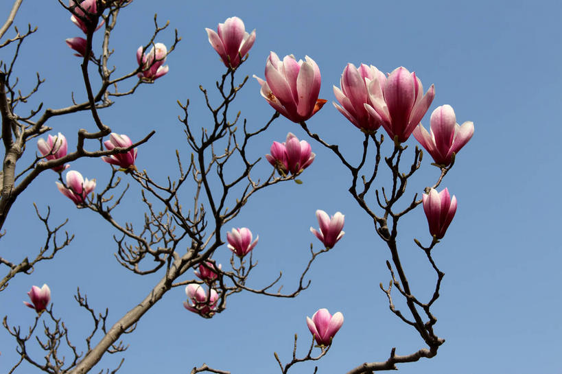 无人,横图,室外,特写,白天,仰视,美景,许多,阴影,蓝色背景,盛开,光线,影子,景观,枝条,很多,花蕾,花,花瓣,花朵,鲜花,树枝,蓝色,紫色,蓝天,天空,阳光,自然,天,花苞,花蕊,景色,晴朗,自然风光,紫玉兰,辛夷,木笔,万里无云,木兰花,虬枝,枝杈,晴空,晴空万里,木兰,彩图,低角度拍摄,红玉兰,木笔花,望春,shslj1