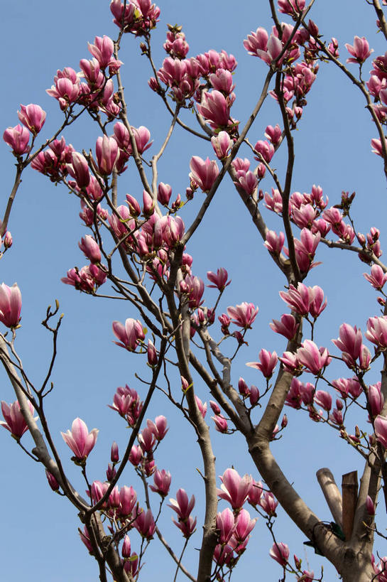无人,竖图,室外,特写,白天,仰视,美景,许多,阴影,蓝色背景,盛开,光线,影子,景观,枝条,很多,花蕾,花,花瓣,花朵,鲜花,树枝,蓝色,紫色,蓝天,天空,阳光,自然,天,花苞,花蕊,景色,晴朗,自然风光,紫玉兰,辛夷,木笔,万里无云,木兰花,虬枝,枝杈,晴空,晴空万里,木兰,彩图,低角度拍摄,红玉兰,木笔花,望春,shslj1