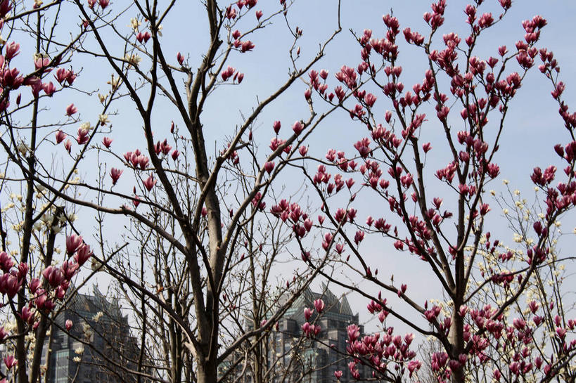 无人,横图,室外,白天,仰视,美景,许多,阴影,盛开,光线,影子,景观,枝条,很多,花蕾,花,花瓣,花朵,鲜花,树枝,蓝色,紫色,蓝天,天空,阳光,自然,天,花苞,花蕊,景色,晴朗,自然风光,紫玉兰,辛夷,木笔,万里无云,木兰花,虬枝,枝杈,晴空,晴空万里,木兰,彩图,低角度拍摄,红玉兰,木笔花,望春,shslj1