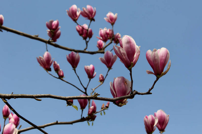 无人,横图,室外,特写,白天,仰视,美景,许多,阴影,蓝色背景,盛开,光线,影子,景观,枝条,很多,花蕾,花,花瓣,花朵,鲜花,树枝,蓝色,紫色,蓝天,天空,阳光,自然,天,花苞,花蕊,景色,晴朗,自然风光,紫玉兰,辛夷,木笔,万里无云,木兰花,虬枝,枝杈,晴空,晴空万里,木兰,彩图,低角度拍摄,红玉兰,木笔花,望春,shslj1