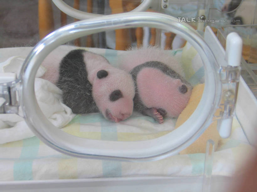 无人,躺,睡,横图,俯视,室外,特写,白天,机器,野生动物,熊猫,医学,设备,动物,两只,可爱,活泼,医疗,医疗设备,医疗器械,医疗工具,大熊猫,猫熊,检测工具,保育箱,婴儿保育箱,卧着,困,困觉,寝息,睡觉,躺着,卧,彩图,高角度拍摄,全身,培养箱,婴儿培养箱,shtjw1