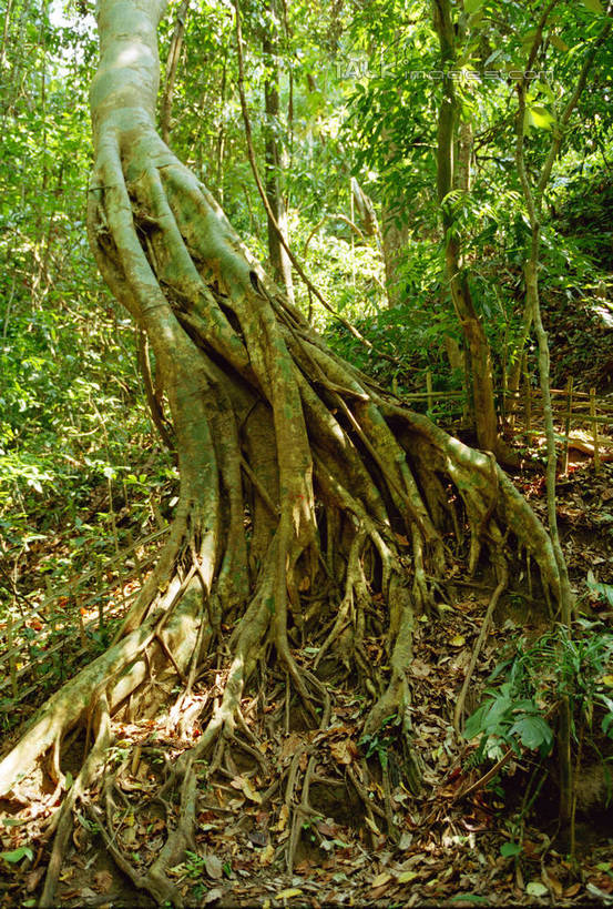无人,竖图,室外,白天,正面,旅游,度假,美景,森林,树林,植物,西双版纳,中国,亚洲,阴影,光线,影子,景观,娱乐,云南,树,树木,绿色,阳光,自然,享受,休闲,景色,放松,生长,成长,自然风光,东亚,西双版纳州,云南省,中华人民共和国,西南地区,滇,西双版纳傣族自治州,彩图,shtjw1