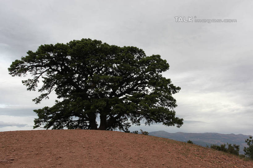 无人,横图,室外,白天,正面,旅游,度假,草地,草坪,石头,美景,山,山脉,植物,道路,路,松树,阴影,曲折,弯曲,光线,石子,影子,景观,山顶,山峰,云,云朵,小路,交通,山峦,云彩,娱乐,草,树,树木,蓝色,绿色,白云,蓝天,天空,阳光,自然,群山,天,享受,休闲,景色,放松,积极,蜿蜒,冷杉,乡间小路,生长,晴朗,成长,枞树,自然风光,努力,高尚,才华,责任,颠峰,极峰,石块,晴空,彩图,shtjw1