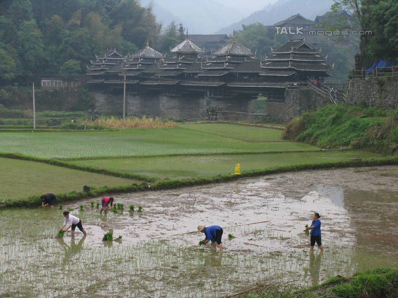 东方人,伙伴,朋友,农民,农田,站,横图,俯视,室外,白天,旅游,度假,友谊,合作,团队,庄稼,农作物,美景,森林,树林,植物,中国,亚洲,弯腰,服装,景观,许多人,注视,休闲装,黄种人,娱乐,树,树木,衣服,绿色,自然,观察,看,站着,一群人,享受,休闲,休闲服,景色,放松,战略,服饰,生长,成长,观看,广西,柳州,察看,关注,自然风光,东亚,廊桥,三江,广西壮族自治区,中华人民共和国,桂,华南地区,弯身,联合,合谋,柳州市,程阳风雨桥,蜈蚣桥,配合,协作,男人,男性,年轻男性,年轻女性,女人,女性,亚洲人,虹桥,佃农,农场主,农夫,农工,乡下人,小农,庄稼人,站立,彩图,高角度拍摄,全身,耕地,庄稼田,三江侗族自治县,古宜镇,程阳永济桥,shtjw1