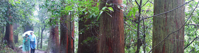 东方人,两个人,走,横图,室外,白天,正面,爱情,旅游,度假,美景,森林,树林,植物,雾,道路,路,中国,亚洲,行人,游客,游人,握,阴影,朦胧,模糊,光线,伞,影子,雨伞,遮阳伞,景观,小路,交通,浪漫,拿,拿着,注视,黄种人,娱乐,阳伞,临安,浙江,路人,旅客,树,树木,浙江省,绿色,阳光,自然,观察,看,享受,休闲,温暖,温馨,景色,恩爱,放松,握着,恋人,乡间小路,生长,成长,观看,杭州,保暖,迷雾,和睦,察看,太阳伞,防寒,御寒,关注,自然风光,雨衣,透气,东亚,防水,天目山,杭州市,中华人民共和国,华东地区,省会,浙,冲锋服,冲锋衣,防潮,户外用品,过客,男人,男性,年轻男性,年轻女性,女人,女性,亚洲人,情侣,大雾,步行,散步,走路,半身,彩图,临安市,伴侣,融洽,shtjw1