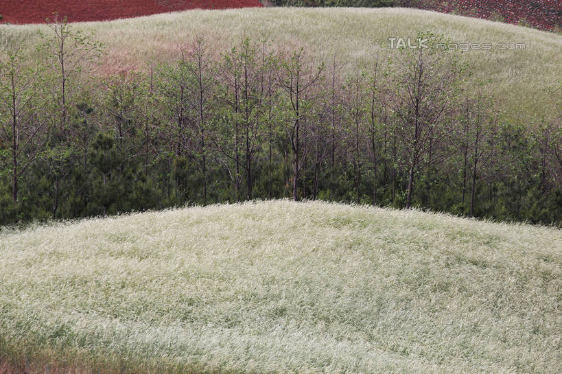 无人,农田,横图,俯视,室外,白天,旅游,度假,庄稼,农作物,石头,美景,山,山脉,植物,中国,亚洲,阴影,光线,石子,影子,景观,泥土,山顶,山峰,土壤,山峦,娱乐,云南,树,树木,绿色,阳光,自然,群山,享受,休闲,景色,放松,生长,成长,自然风光,红壤,东亚,沉积岩,云南省,中华人民共和国,西南地区,滇,颠峰,极峰,水成岩,石块,岩石,红土,彩图,高角度拍摄,耕地,庄稼田,shtjw1