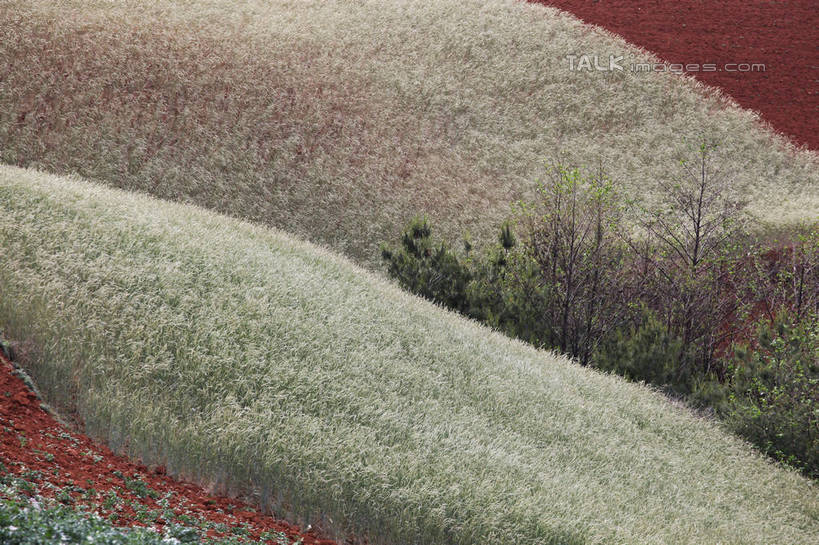 无人,农田,横图,俯视,室外,白天,旅游,度假,庄稼,农作物,石头,美景,山,山脉,植物,中国,亚洲,阴影,光线,石子,影子,景观,泥土,山顶,山峰,土壤,山峦,娱乐,云南,树,树木,绿色,阳光,自然,群山,享受,休闲,景色,放松,生长,成长,自然风光,红壤,东亚,沉积岩,云南省,中华人民共和国,西南地区,滇,颠峰,极峰,水成岩,石块,岩石,红土,彩图,高角度拍摄,耕地,庄稼田,shtjw1