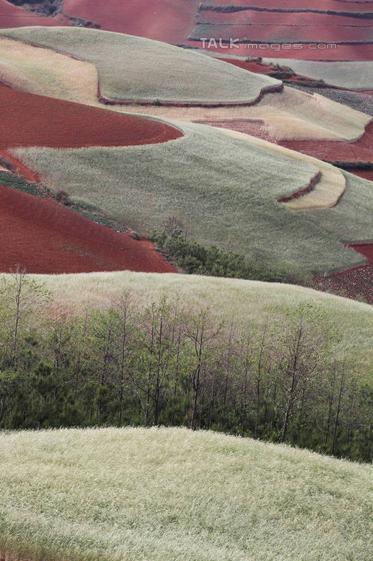 无人,农田,竖图,俯视,室外,白天,旅游,度假,庄稼,农作物,石头,美景,山,山脉,植物,中国,亚洲,阴影,光线,石子,影子,景观,泥土,山顶,山峰,土壤,山峦,娱乐,云南,树,树木,绿色,阳光,自然,群山,享受,休闲,景色,放松,生长,成长,自然风光,红壤,东亚,沉积岩,云南省,中华人民共和国,西南地区,滇,颠峰,极峰,水成岩,石块,岩石,红土,彩图,高角度拍摄,耕地,庄稼田,shtjw1
