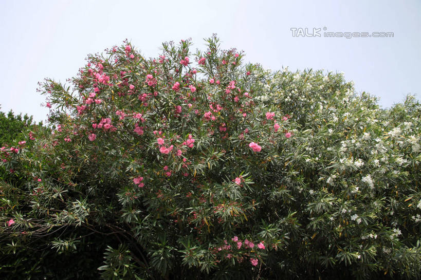 无人,横图,室外,白天,正面,旅游,度假,美景,森林,树林,植物,阴影,盛开,光线,影子,景观,花蕾,娱乐,花,花瓣,花朵,鲜花,树,树木,蓝色,绿色,蓝天,天空,阳光,自然,天,花苞,花蕊,享受,休闲,景色,放松,生长,晴朗,成长,夹竹桃,自然风光,柳叶桃,半年红,万里无云,晴空,晴空万里,彩图,shtjw1