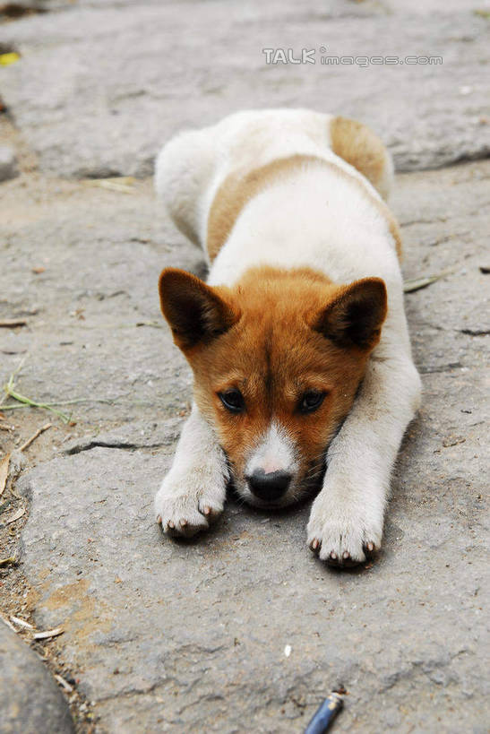 无人,竖图,室外,白天,正面,旅游,度假,美景,宠物,狗,中国,亚洲,景观,注视,娱乐,江西,景德镇,一只,自然,动物,观察,看,趴着,享受,休闲,景色,放松,可爱,观看,察看,关注,自然风光,东亚,忠诚,江西省,中华人民共和国,华东地区,赣,景德镇市,犬,趴,彩图,全身,瑶里镇,瑶里古镇,瑶里,shwf1