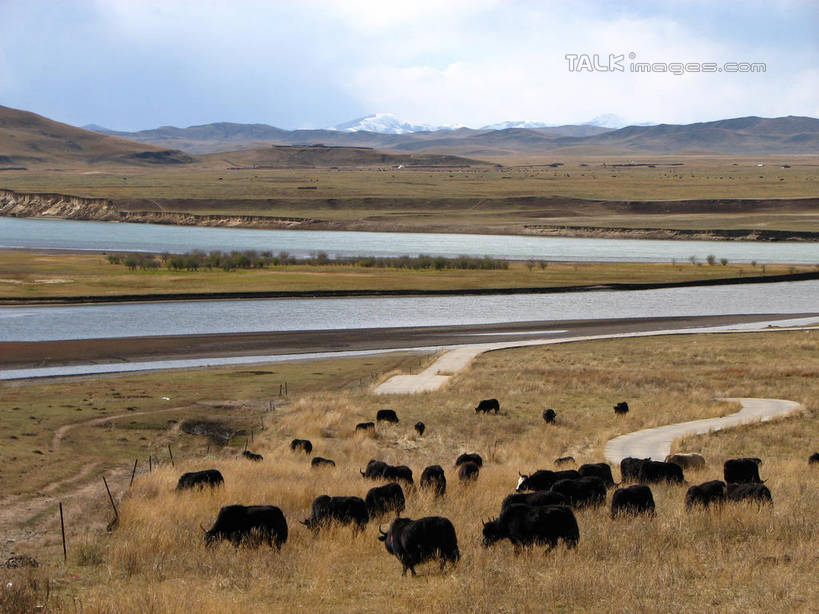无人,走,横图,俯视,室外,白天,旅游,度假,草地,草原,草坪,河流,美景,山,山脉,水,植物,牛,中国,亚洲,许多,阴影,枯萎,光线,影子,河水,荒野,景观,旷野,山峰,水流,云,云朵,热带,山峦,很多,云彩,注视,娱乐,草,蓝色,白云,蓝天,天空,阳光,自然,动物,群山,天,观察,看,享受,休闲,家畜,景色,放松,牲畜,北川县,四川省,晴朗,观看,死亡,察看,迁徙,迁移,关注,自然风光,原野,转移,荒原,东亚,四川,中华人民共和国,西南地区,川,绵阳,绵阳市,枯败,晴空,步行,散步,走路,彩图,高角度拍摄,全身,往返,移居,北川羌族自治县,shwf1