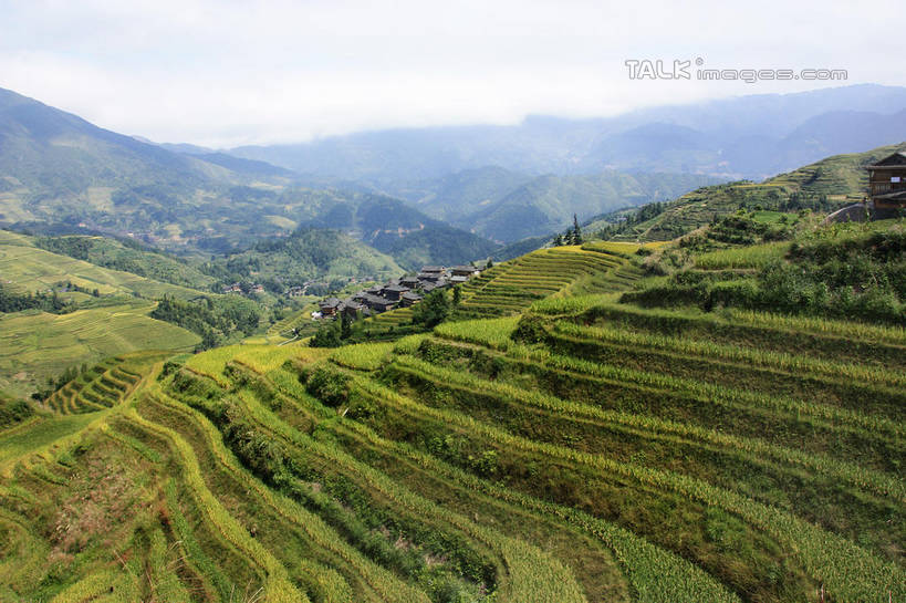 无人,农田,横图,俯视,室外,白天,旅游,度假,庄稼,梯田,农作物,石头,美景,山,山脉,树林,峡谷,植物,中国,亚洲,阴影,曲折,弯曲,光线,纹路,石子,纹理,影子,景观,山峰,云,云朵,山谷,山峦,云彩,娱乐,树,树木,蓝色,绿色,白云,蓝天,天空,阳光,自然,群山,天,享受,休闲,景色,放松,蜿蜒,生长,晴朗,成长,广西,连绵,绵延,岩层,自然风光,山岭,东亚,龙胜,广西壮族自治区,肌理,中华人民共和国,桂,华南地区,联贯,龙胜各族自治县,金坑梯田,石块,岩石,晴空,彩图,高角度拍摄,耕地,庄稼田,shwf1