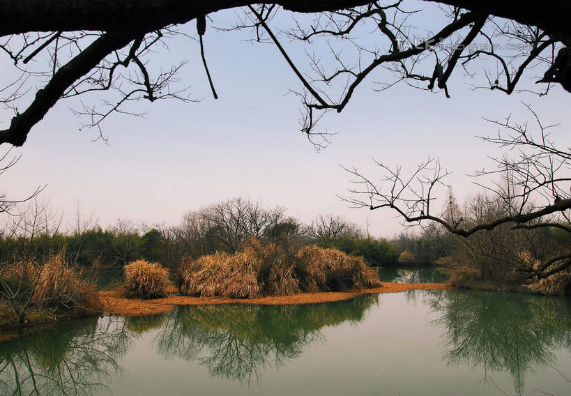 无人,公园,横图,室外,白天,正面,旅游,度假,湖,湖泊,美景,日落,水,植物,芦苇,叶子,中国,亚洲,湖面,景观,水流,水面,晚霞,霞光,落日,粽叶,绿叶,枝条,娱乐,浙江,树,树木,树枝,浙江省,绿色,自然,黄昏,湖水,享受,休闲,嫩叶,景色,彩霞,放松,生长,成长,杭州,西溪,自然风光,东亚,杭州市,中华人民共和国,华东地区,省会,浙,箬叶,芦苇叶,夕照,虬枝,枝杈,薄暮,西湖区,叶,叶片,夕阳,彩图,傍晚,西溪国家湿地公园,杭州之肺,杭州西溪国家湿地公园,斜阳,shwf1