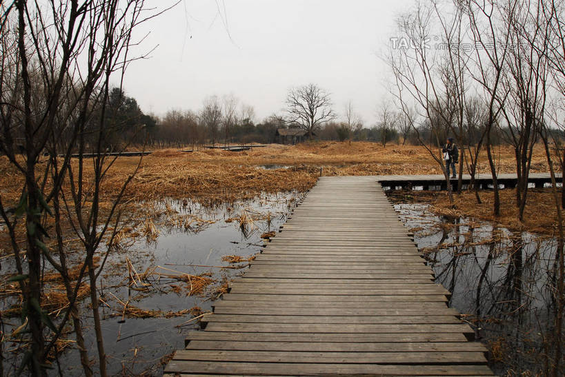 无人,公园,横图,室外,白天,正面,旅游,度假,河流,美景,水,植物,芦苇,叶子,中国,亚洲,阴影,光线,木板,影子,河水,景观,水流,桥,粽叶,绿叶,枝条,木桥,娱乐,浙江,栈桥,树,树木,树枝,浙江省,蓝色,绿色,蓝天,天空,阳光,自然,天,享受,休闲,嫩叶,景色,放松,生长,晴朗,成长,杭州,西溪,人行桥,木板桥,自然风光,东亚,杭州市,万里无云,中华人民共和国,华东地区,省会,浙,箬叶,芦苇叶,虬枝,枝杈,西湖区,叶,叶片,晴空,晴空万里,彩图,西溪国家湿地公园,杭州之肺,杭州西溪国家湿地公园,shwf1