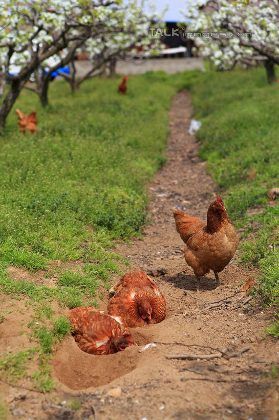 无人,农田,站,竖图,室外,白天,正面,旅游,度假,庄稼,农作物,草地,草坪,美景,树林,植物,道路,路,鸡,许多,阴影,光线,影子,景观,小路,果树,交通,很多,注视,娱乐,家禽,草,树,树木,蓝色,绿色,蓝天,天空,阳光,自然,动物,天,观察,看,站着,享受,休闲,景色,放松,牲畜,生长,晴朗,成长,观看,察看,关注,自然风光,万里无云,梨树,晴空,晴空万里,站立,彩图,全身,耕地,庄稼田,shwf1