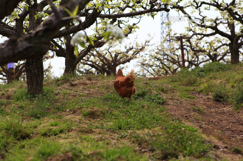 无人,果园,站,横图,室外,白天,旅游,度假,草地,草坪,美景,树林,田园,植物,道路,路,鸡,景观,小路,果树,枝条,交通,注视,娱乐,家禽,草,树,树木,树枝,一只,背面,绿色,天空,自然,动物,天,观察,看,站着,享受,休闲,景色,放松,牲畜,生长,成长,观看,察看,关注,自然风光,田庄,虬枝,枝杈,梨树,园子,站立,彩图,全身,shwf1