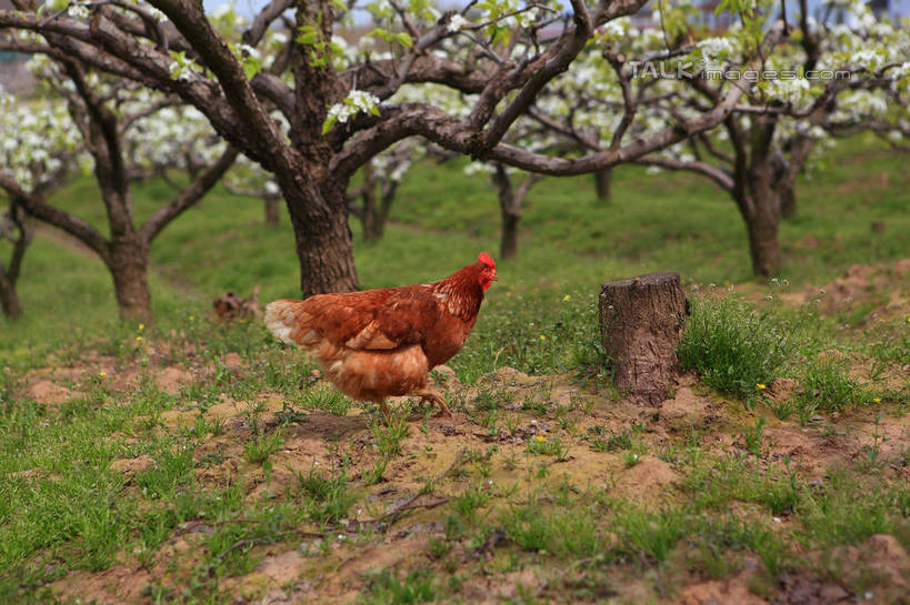 无人,果园,站,横图,室外,白天,侧面,旅游,度假,草地,草坪,美景,田园,植物,鸡,阴影,光线,影子,景观,果树,注视,娱乐,家禽,草,树,树木,一只,绿色,阳光,自然,动物,观察,看,站着,享受,休闲,景色,放松,牲畜,生长,成长,观看,察看,关注,自然风光,田庄,梨树,园子,站立,彩图,全身,shwf1