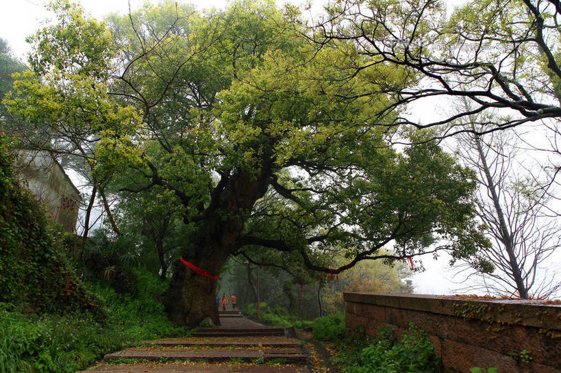 无人,横图,室外,白天,仰视,旅游,度假,美景,山,山脉,楼梯,樟树,中国,亚洲,阶梯,景观,山峰,枝条,山峦,娱乐,浙江,台阶,树枝,浙江省,天空,自然,群山,天,享受,休闲,景色,放松,自然风光,东亚,普陀区,普陀山,中华人民共和国,华东地区,浙,舟山,舟山市,番樟,芳樟树,虬枝,枝杈,香樟,木樟,彩图,低角度拍摄,海天佛国,shwf1