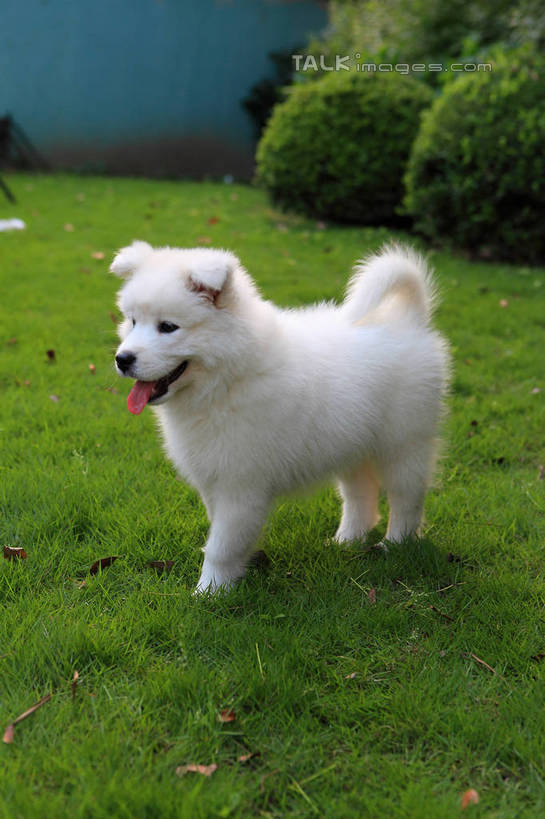 无人,站,竖图,室外,白天,正面,草地,草坪,美景,树林,植物,宠物,狗,阴影,光线,影子,景观,注视,吐舌头,草,树,树木,一只,绿色,白色,阳光,自然,动物,观察,看,站着,景色,可爱,生长,成长,观看,察看,关注,自然风光,萨摩耶,忠诚,萨摩,萨摩耶德犬,萨摩耶犬,舌头,犬,站立,彩图,全身,shwf1