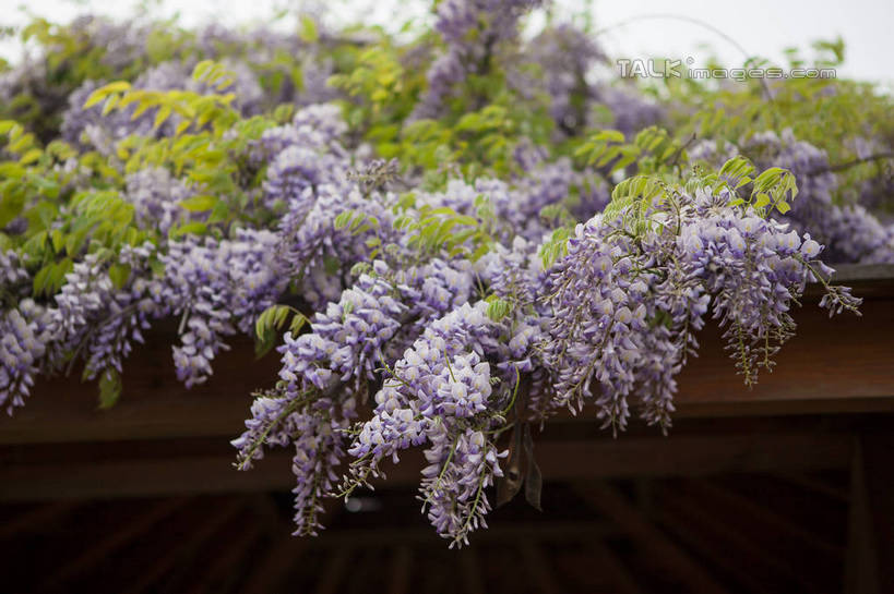 无人,横图,室外,特写,白天,仰视,美景,叶子,朦胧,模糊,盛开,景观,绿叶,紫藤,紫藤花,花蕾,花,花瓣,花朵,鲜花,紫色,天空,自然,天,花苞,花蕊,嫩叶,景色,自然风光,朱藤,藤萝,招藤,招豆藤,叶,叶片,彩图,低角度拍摄,shwf1