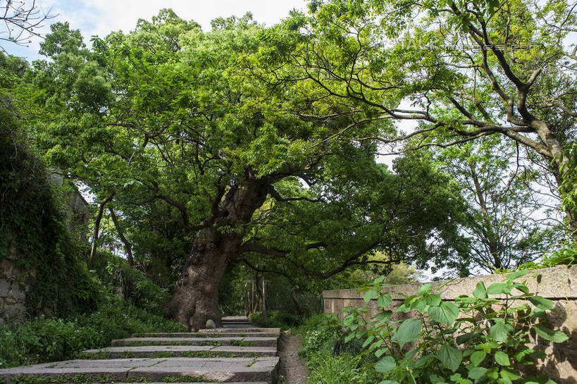 无人,横图,室外,白天,仰视,旅游,度假,美景,植物,道路,路,樟树,中国,亚洲,阴影,光线,影子,景观,小路,枝条,交通,娱乐,浙江,树,树木,树枝,浙江省,蓝色,绿色,蓝天,天空,阳光,自然,天,享受,休闲,景色,放松,生长,晴朗,成长,自然风光,东亚,普陀区,普陀山,万里无云,中华人民共和国,华东地区,浙,舟山,舟山市,番樟,芳樟树,虬枝,枝杈,晴空,晴空万里,香樟,木樟,彩图,低角度拍摄,海天佛国,shwf1